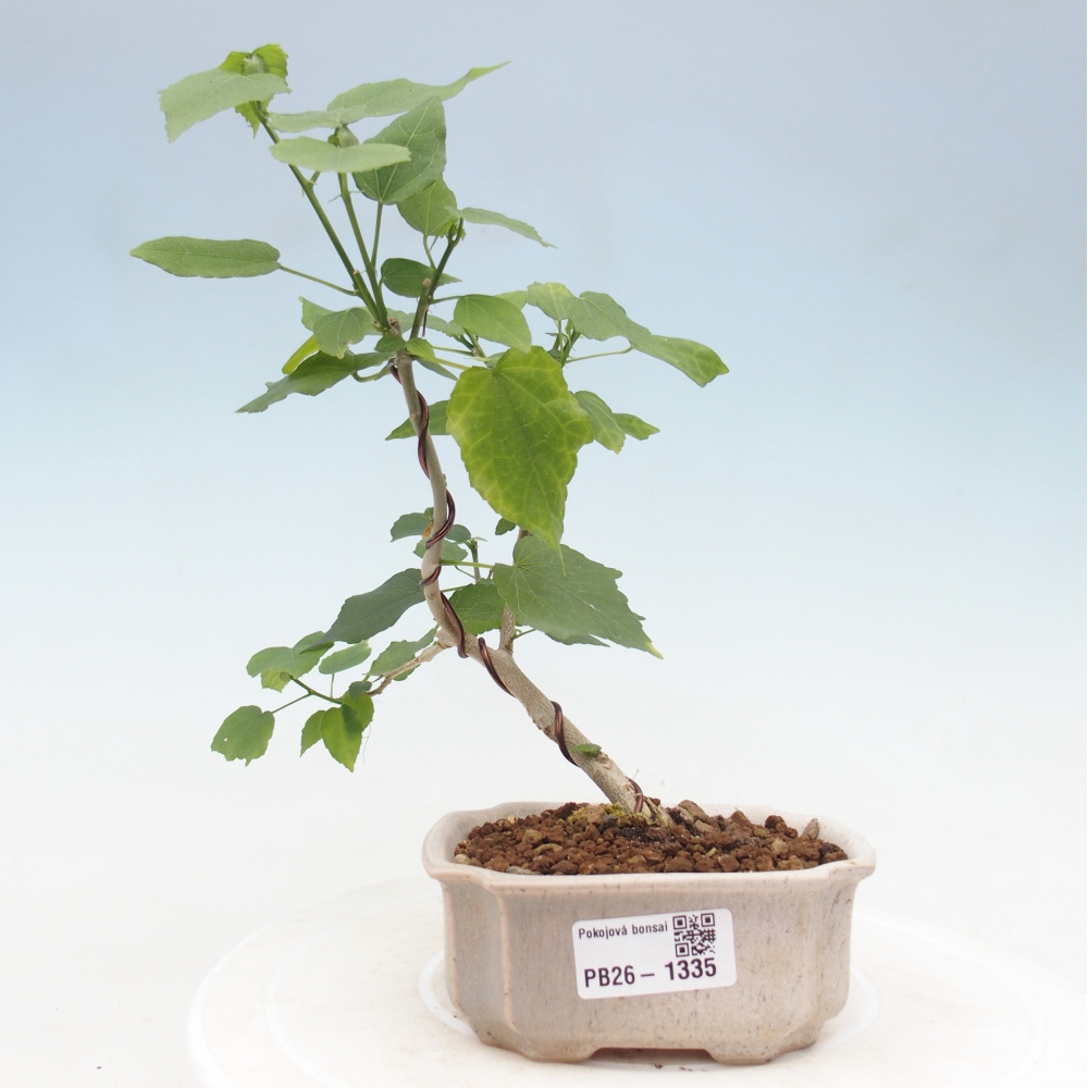 Bonsai domowe - Malvaviscus arboreus