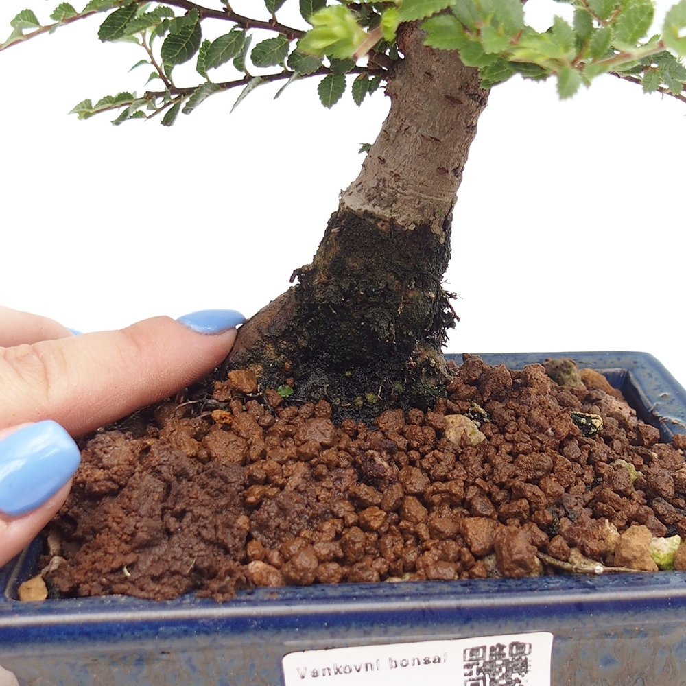 Bonsai zewnętrzne - Ulmus parvifolia Hokkaido - wiąz chiński