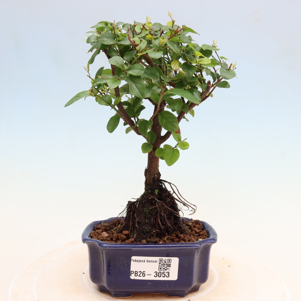 Bonsai pokojowe - Sageretia thea - Sageretia thea