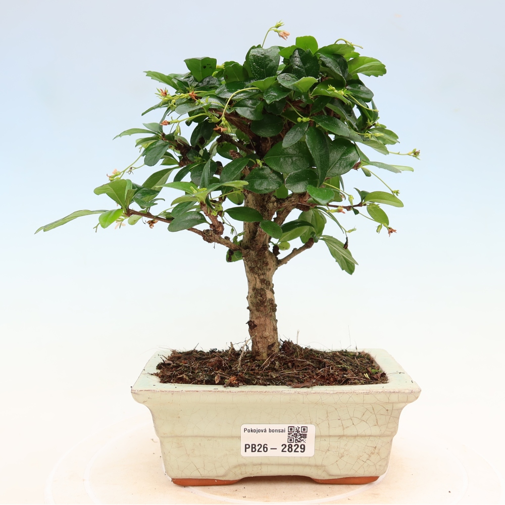 Bonsai pokojowe - Carmona macrophylla - Tea fuki