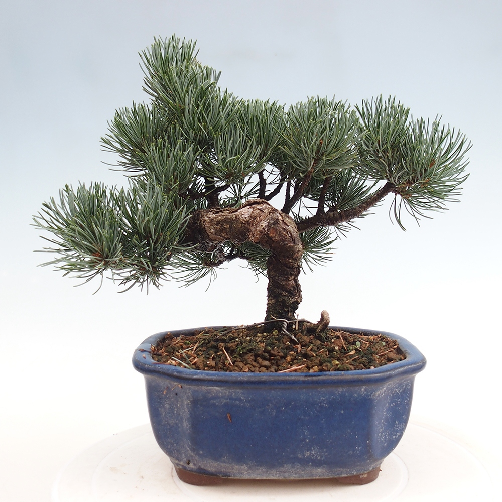Outdoor bonsai - Pinus parviflora - Mała sosna