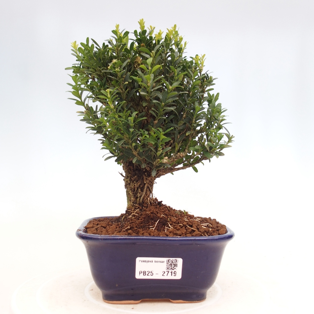 Kryty bonsai - Buxus harlandii - Bukszpan korkowy