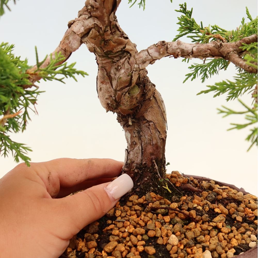 Outdoor bonsai - Juniperus chinensis Itoigawa