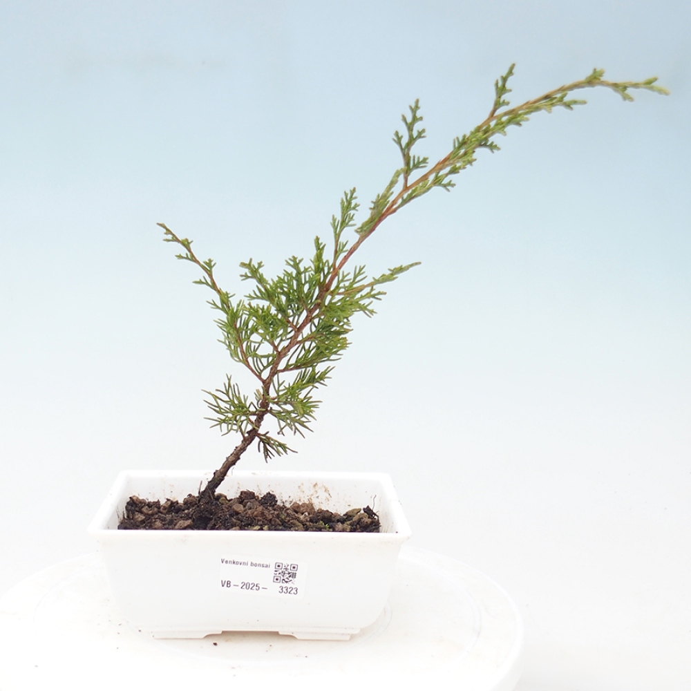 Outdoor bonsai - Juniperus chinensis Itoigawa - Jałowiec chiński