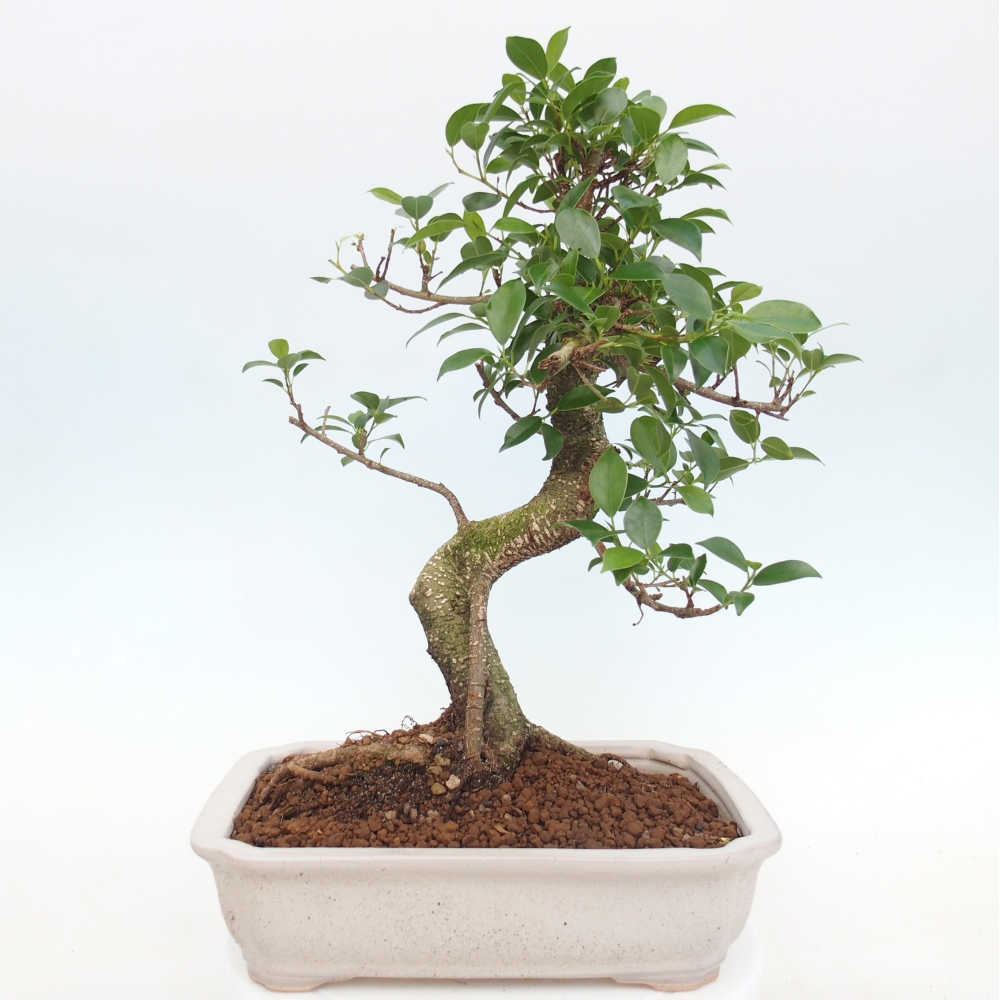 Pokój bonsai - Ficus kimmen - figowiec drobnolistny