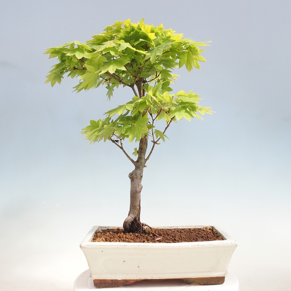 Bonsai zewnętrzne - Maple palmatum katsura GISAN - Maple palmate