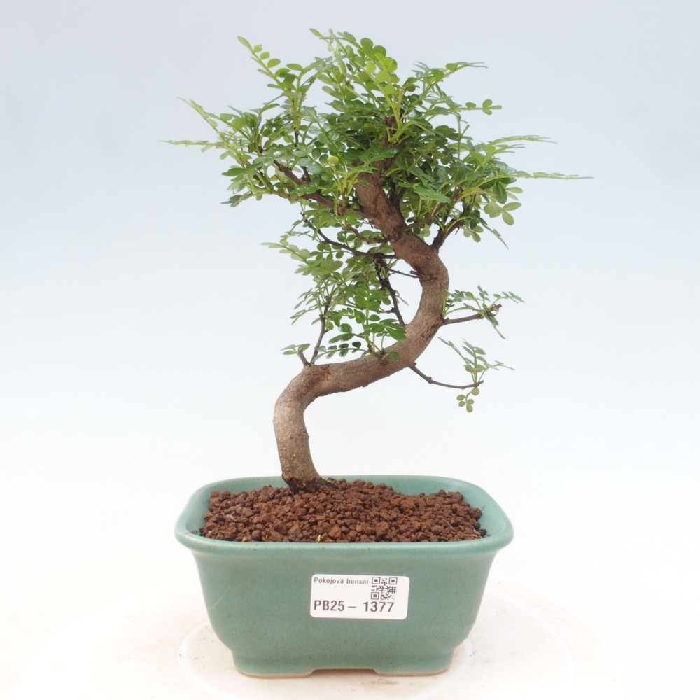 Kryty bonsai - Zantoxylum piperitum - Mięta pieprzowa
