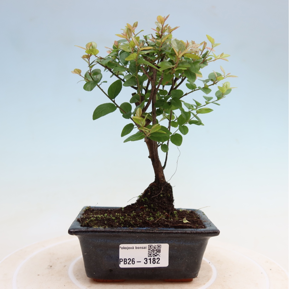 Bonsai pokojowe - Sageretia thea - Sageretia thea
