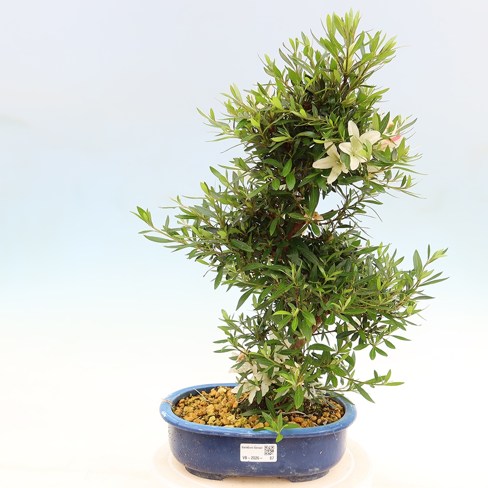 Bonsai zewnętrzne - Azalia japońska - Azalia Hakurin