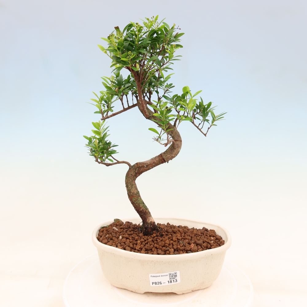 Pokój bonsai - Syzygium - Pimento