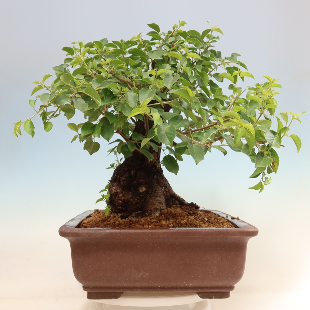Bonsai ogrodowe – Mahalebka – Prunus mahaleb
