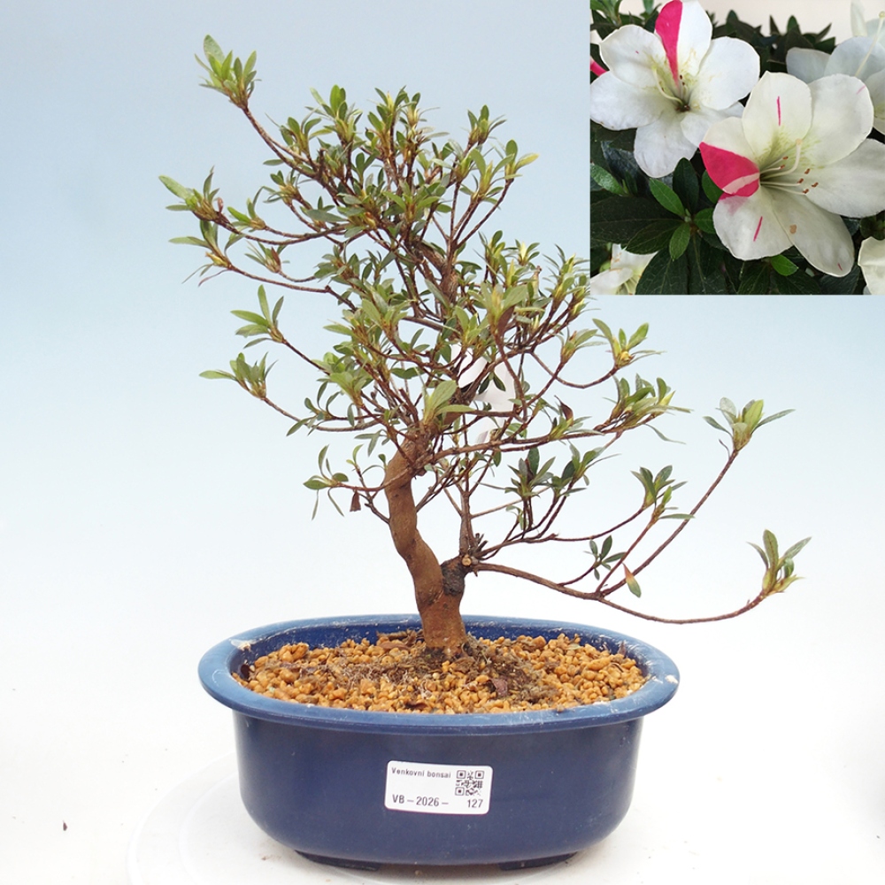 Bonsai zewnętrzne - Azalia japońska - Azalia Suigootome