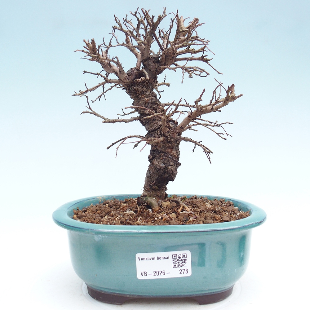 Bonsai zewnętrzne - Zelkova - Zelkova NIRE