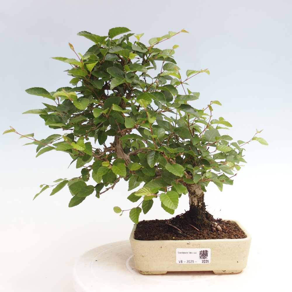 Bonsai zewnętrzne -Carpinus CARPINOIDES - grab koreański