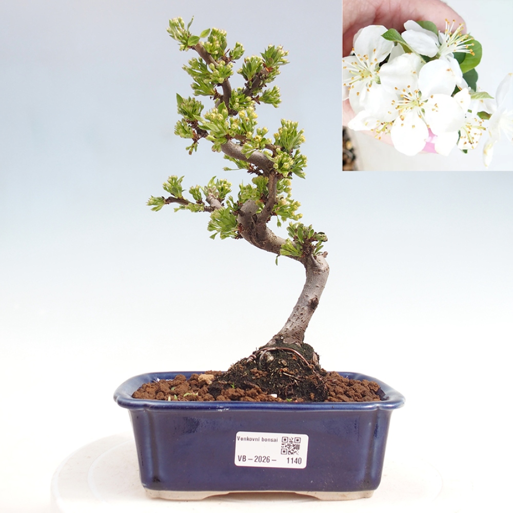 Outdoor bonsai - Malus sargentii - Jabłoń drobnoowocowa