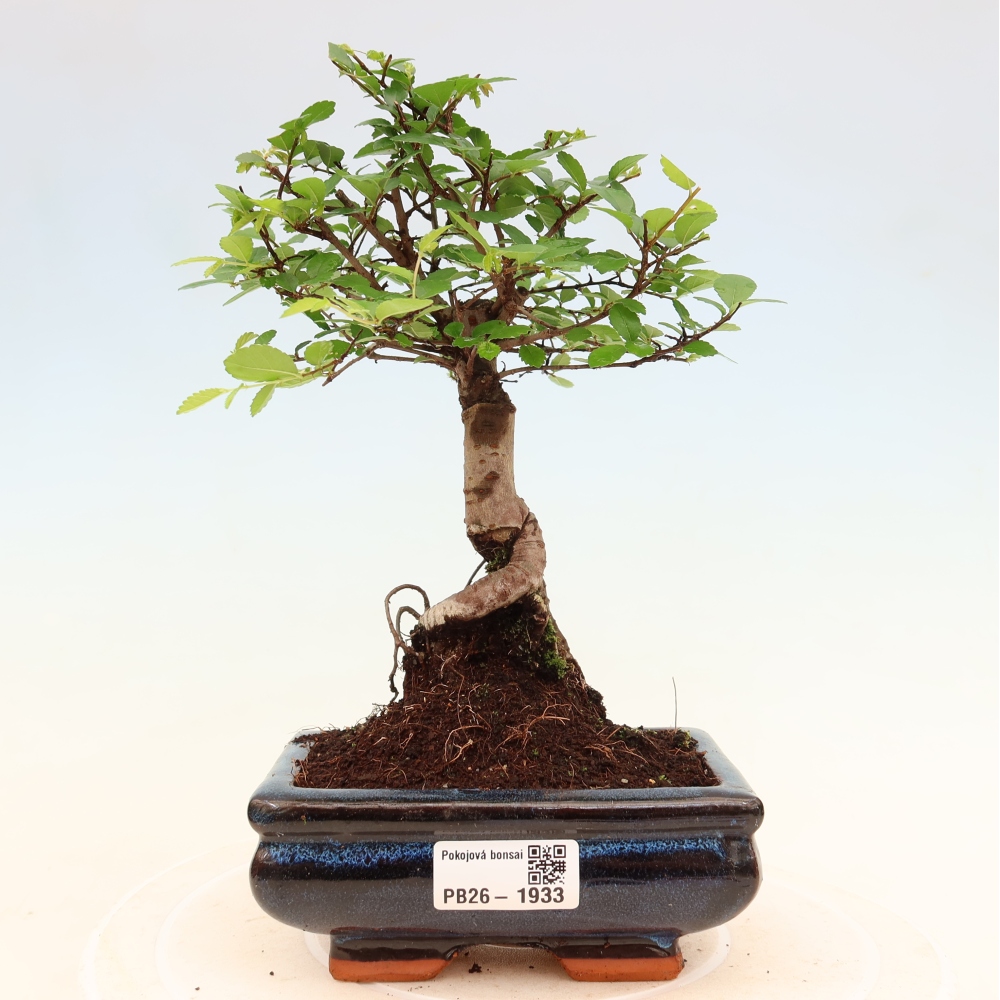 Pokój bonsai - Ulmus parvifolia - Wiąz drobnolistny