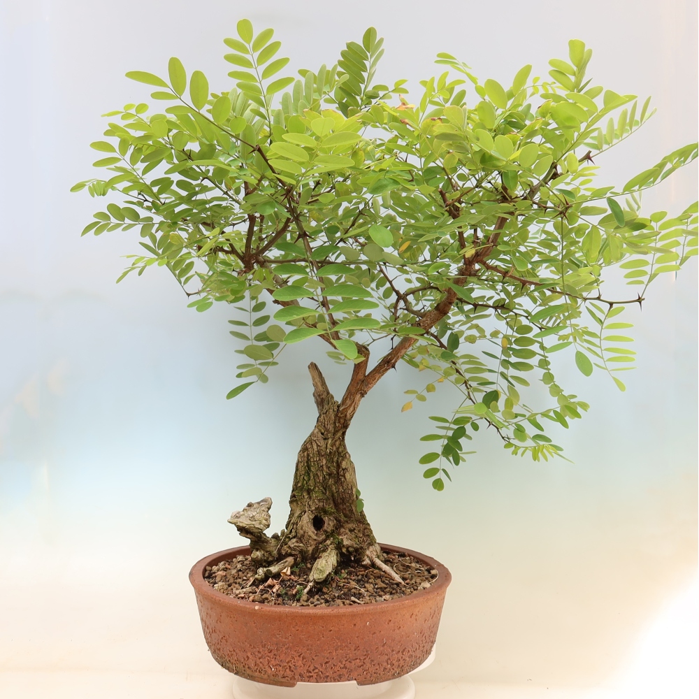 Bonsai ogrodowe – trnówka akacjowa – Robinia pseudoacacia