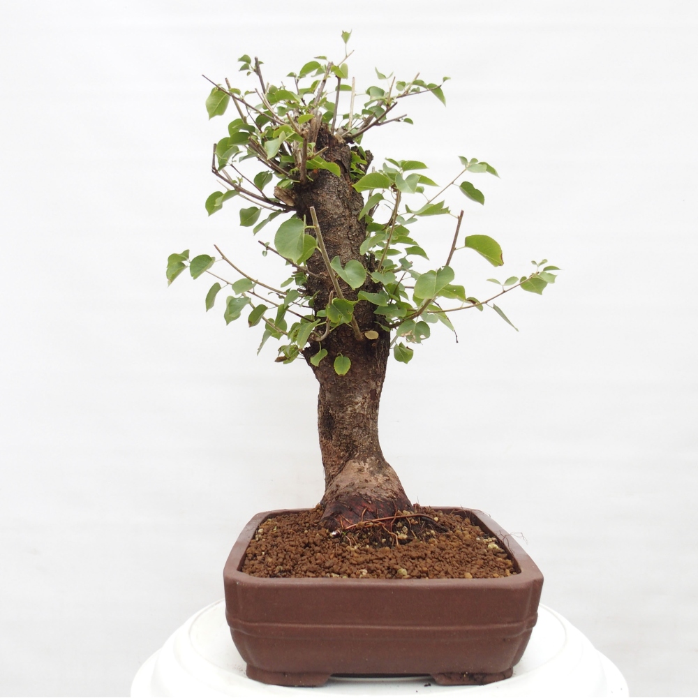 Bonsai na zewnątrz - Mahalebka - Prunus mahaleb