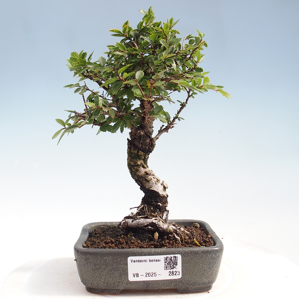 Outdoor bonsai - Zelkova - Zelkova NIRE