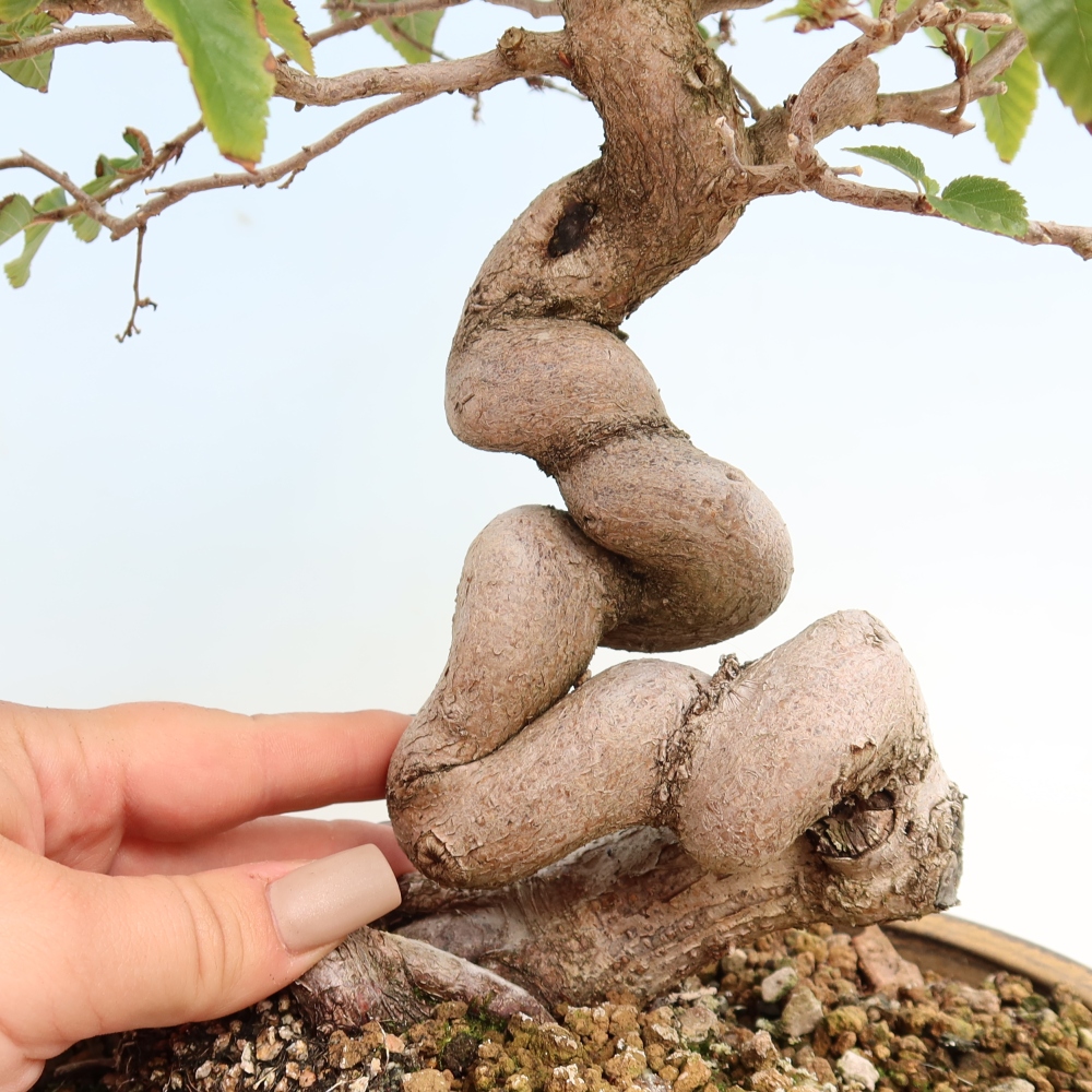 Outdoor bonsai - Carpinus CARPINOIDES - grab koreański