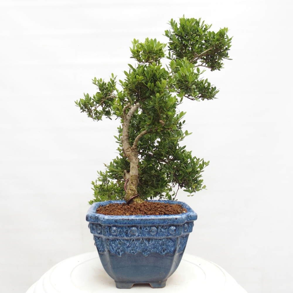 Kryty bonsai - Ilex crenata - Holly