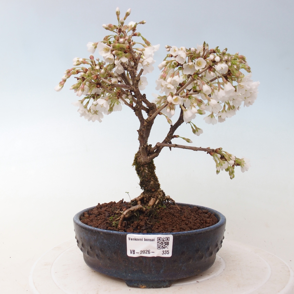 Outdoor bonsai - Prunus incisa Kojou-no mai-Plivon wycięty