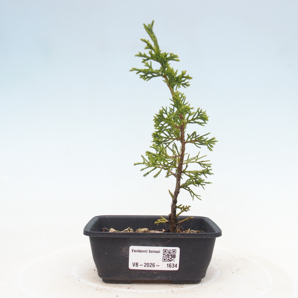 Outdoor bonsai - Juniperus chinensis Itoigawa