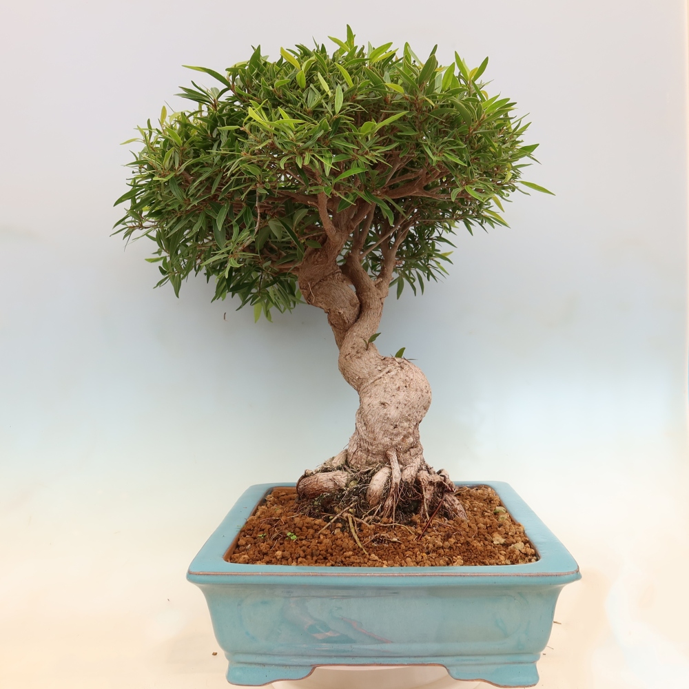 Pokój bonsai - Ficus nerifolia - figowiec drobnolistny