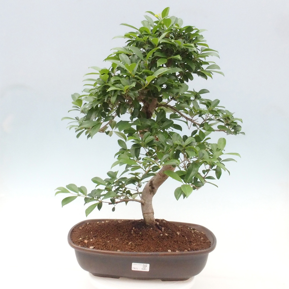 Room Bonsai - Australian Cherry - Eugenia uniflora
