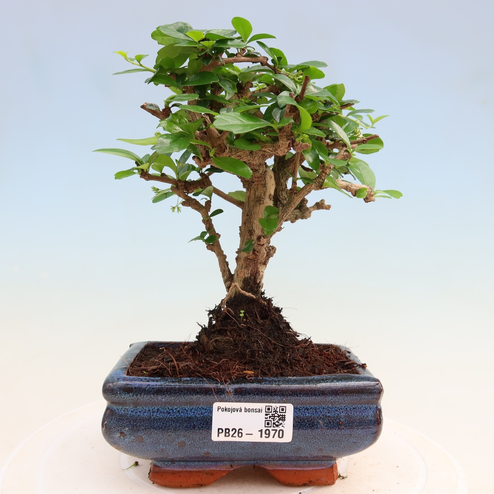 Bonsai pokojowe - Carmona macrophylla - Tea fuki
