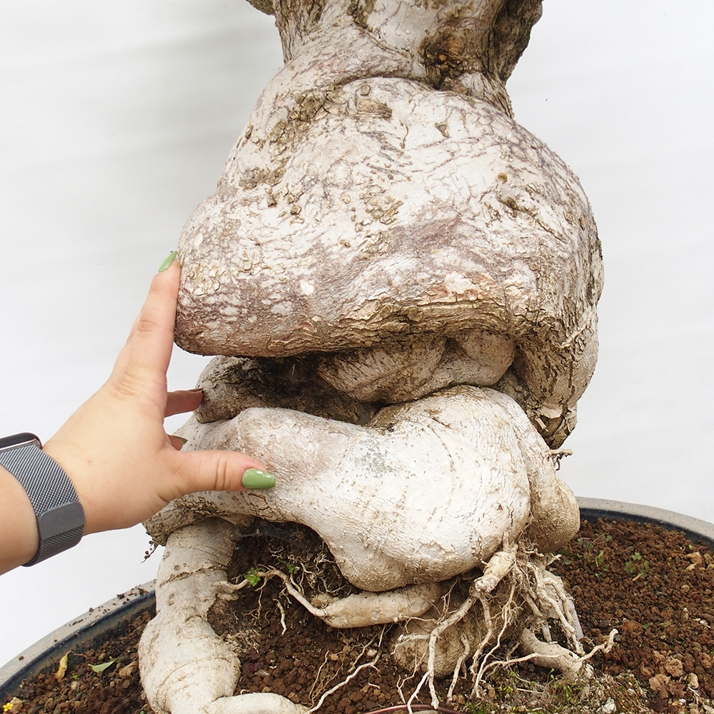 Kryte bonsai - Bouganwilea