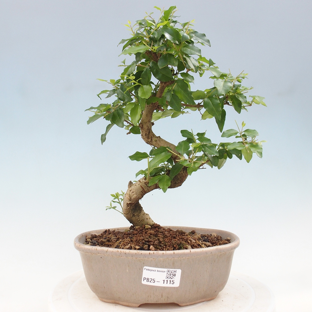 Kryte bonsai - Ligustrum chinensis - widok z lotu ptaka