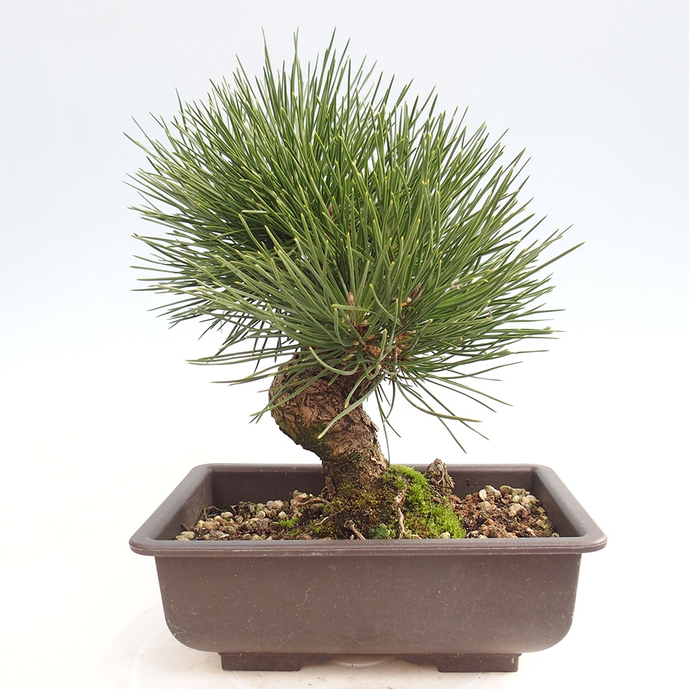 Outdoor bonsai - Pinus thunbergii - sosna Thunberga