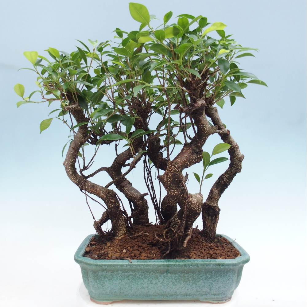 Pokój bonsai - Ficus kimmen - figowiec drobnolistny