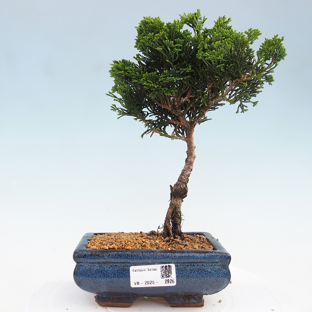 Bonsai na zewnątrz - Cham.pis obtusa Nana Gracilis - Cyprys