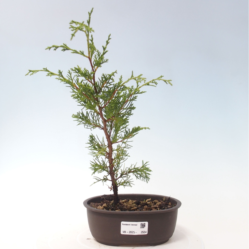 Outdoor bonsai - Juniperus chinensis Itoigawa - Jałowiec chiński