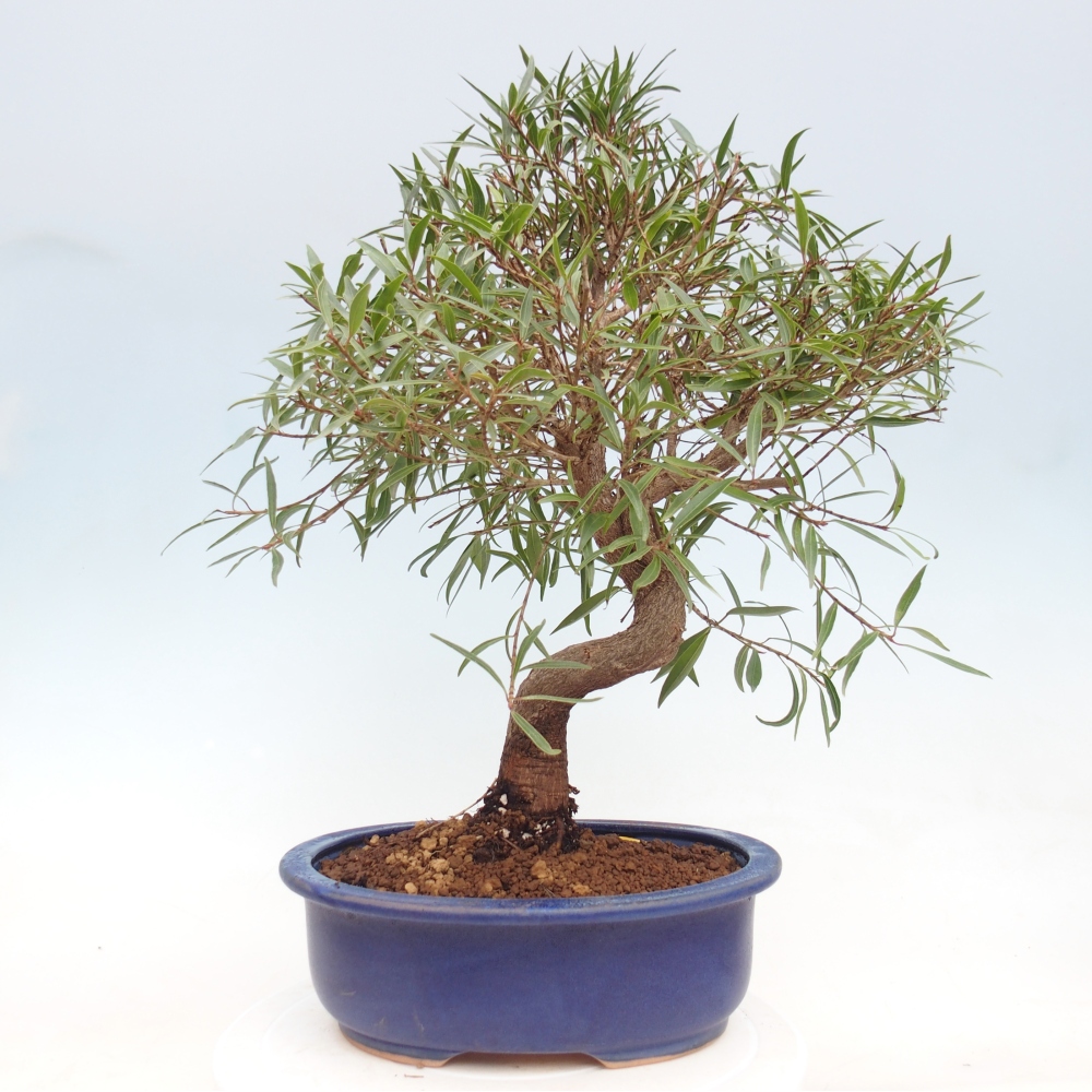 Pokój bonsai - Ficus nerifolia - figowiec drobnolistny