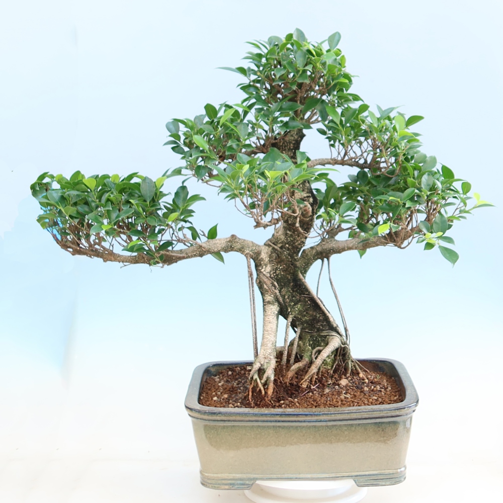Pokój bonsai - Ficus kimmen - figowiec drobnolistny