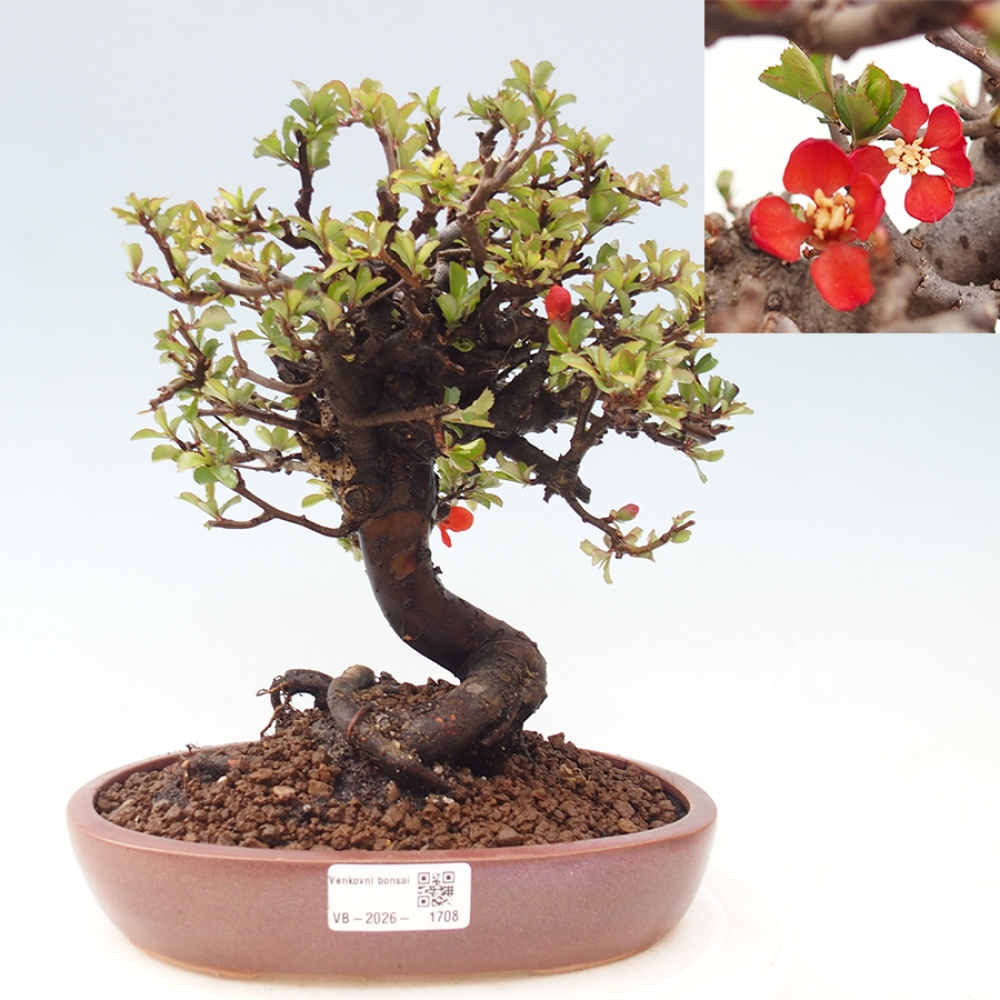 Bonsai zewnętrzne - Chaneomeles speciosa - Pigwa