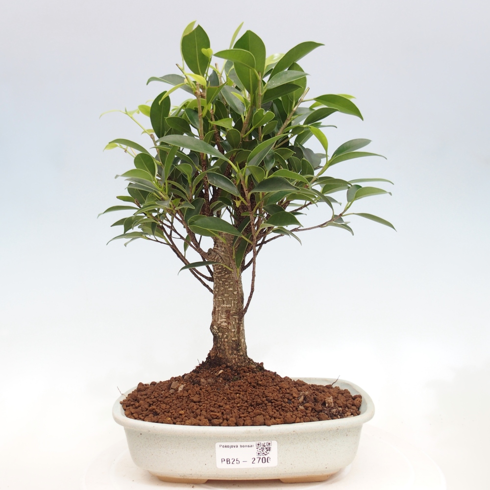 Kryty bonsai - Ficus retusa - figowiec drobnolistny
