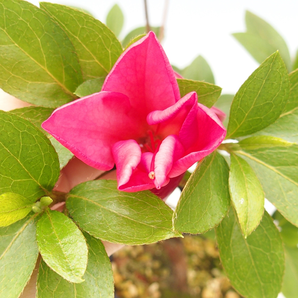 Bonsai zewnętrzne - Azalia japońska - Azalia Saien