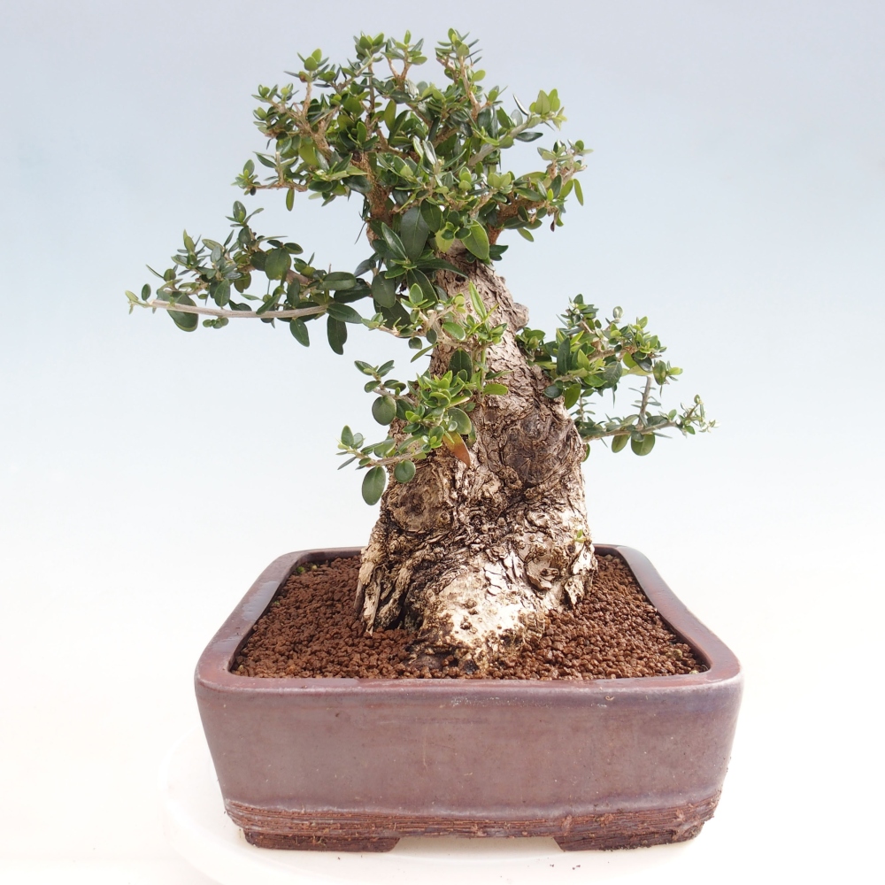 Kryte bonsai - Olea europaea sylvestris - Europejska oliwa z małych liści