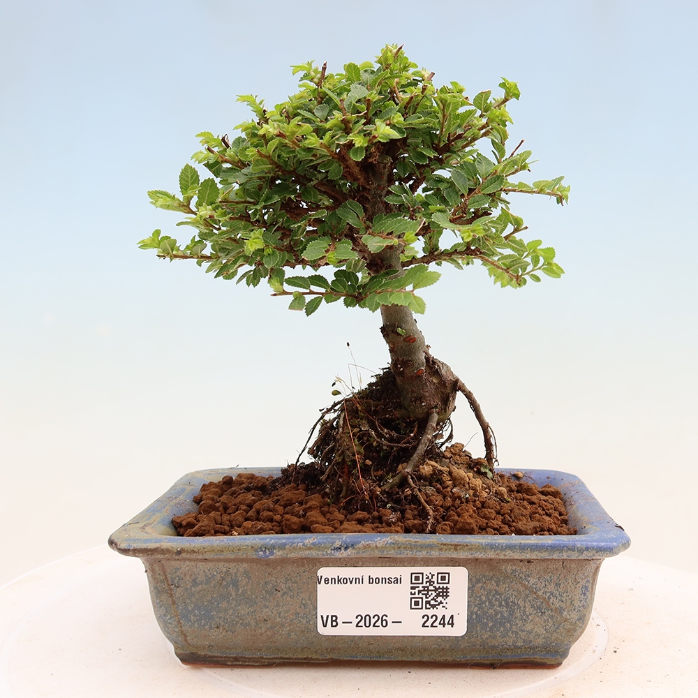 Bonsai ogrodowe – Ulmus parvifolia Sagei – wiąz drobnolistny