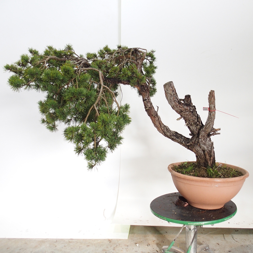 Yamadori - Pinus sylvestris Hiszpania