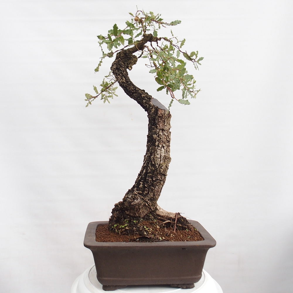 Yamadori - Quercus Ilex - Dąb ostrokrzewowy