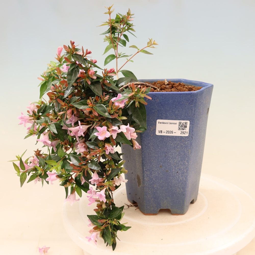 Bonsai ogrodowe – Abelia Edward Goucher – Abelia wielkokwiatowa