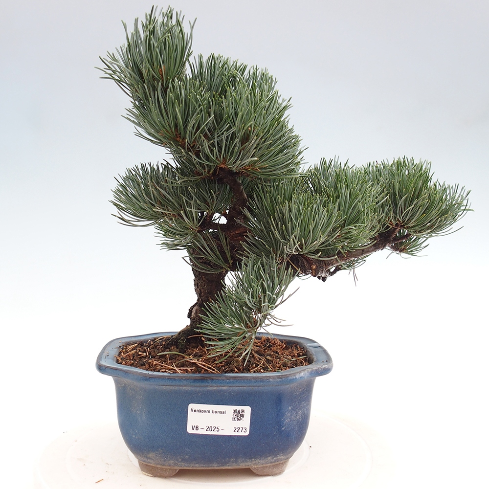 Outdoor bonsai - Pinus parviflora - Mała sosna