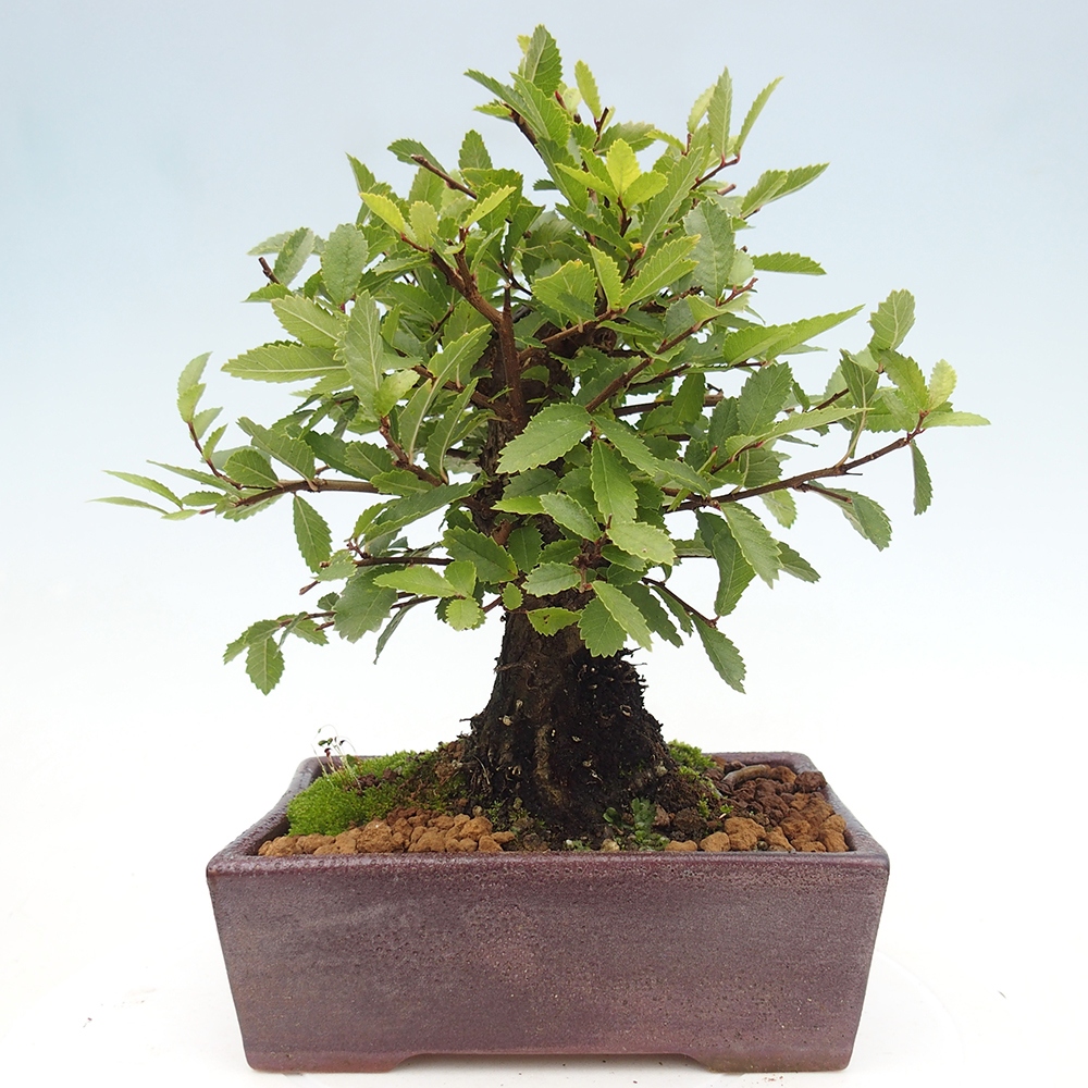 Bonsai zewnętrzne - Zelkova - Zelkova NIRE