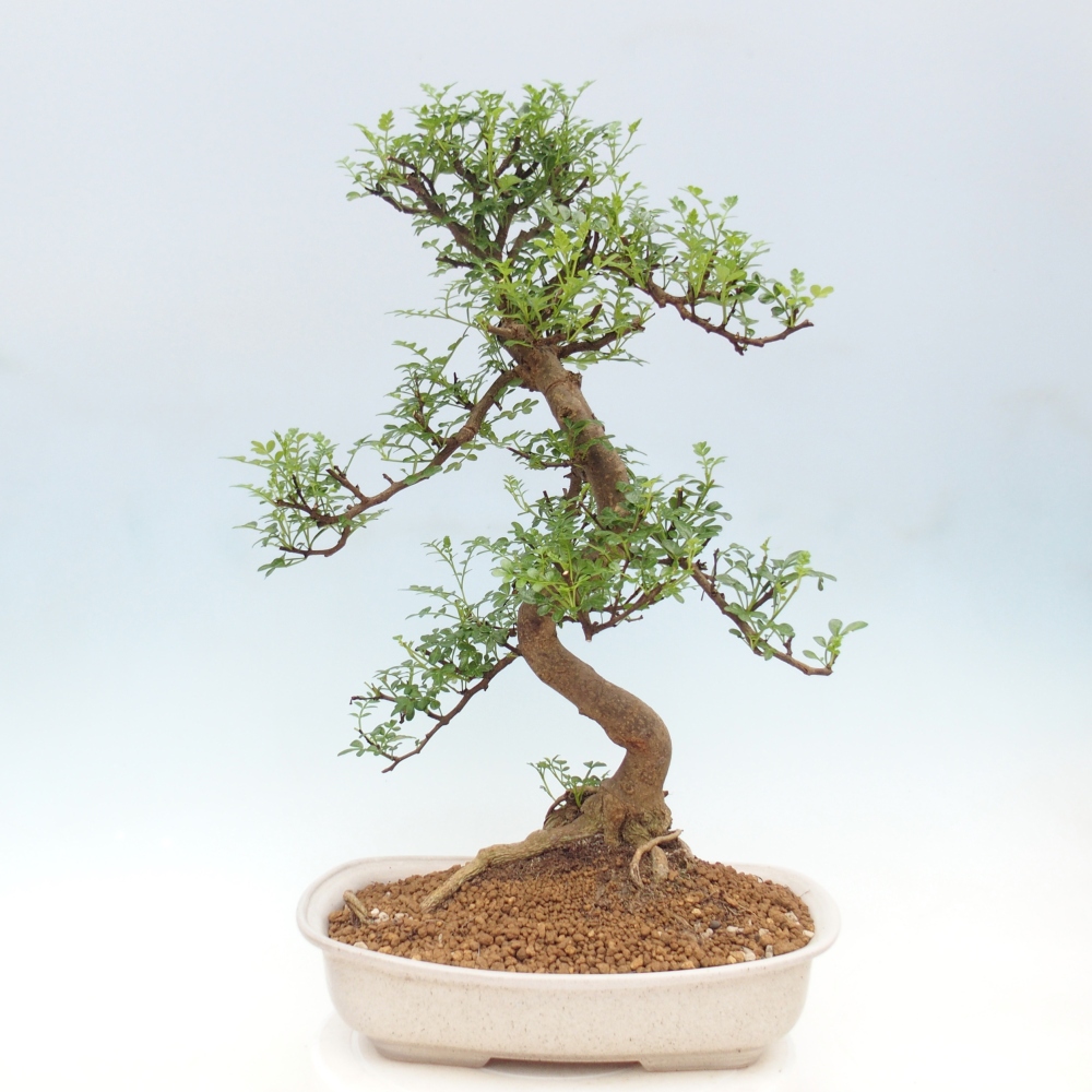 Pokój bonsai - Zantoxylum piperitum - drzewo pieprzowe