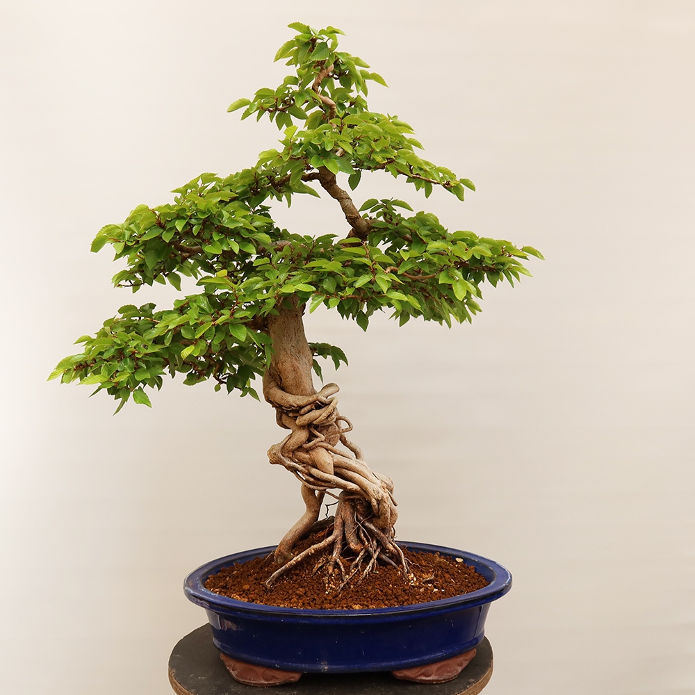 Bonsai plenerowe - Carpinus Coreana - grab koreański